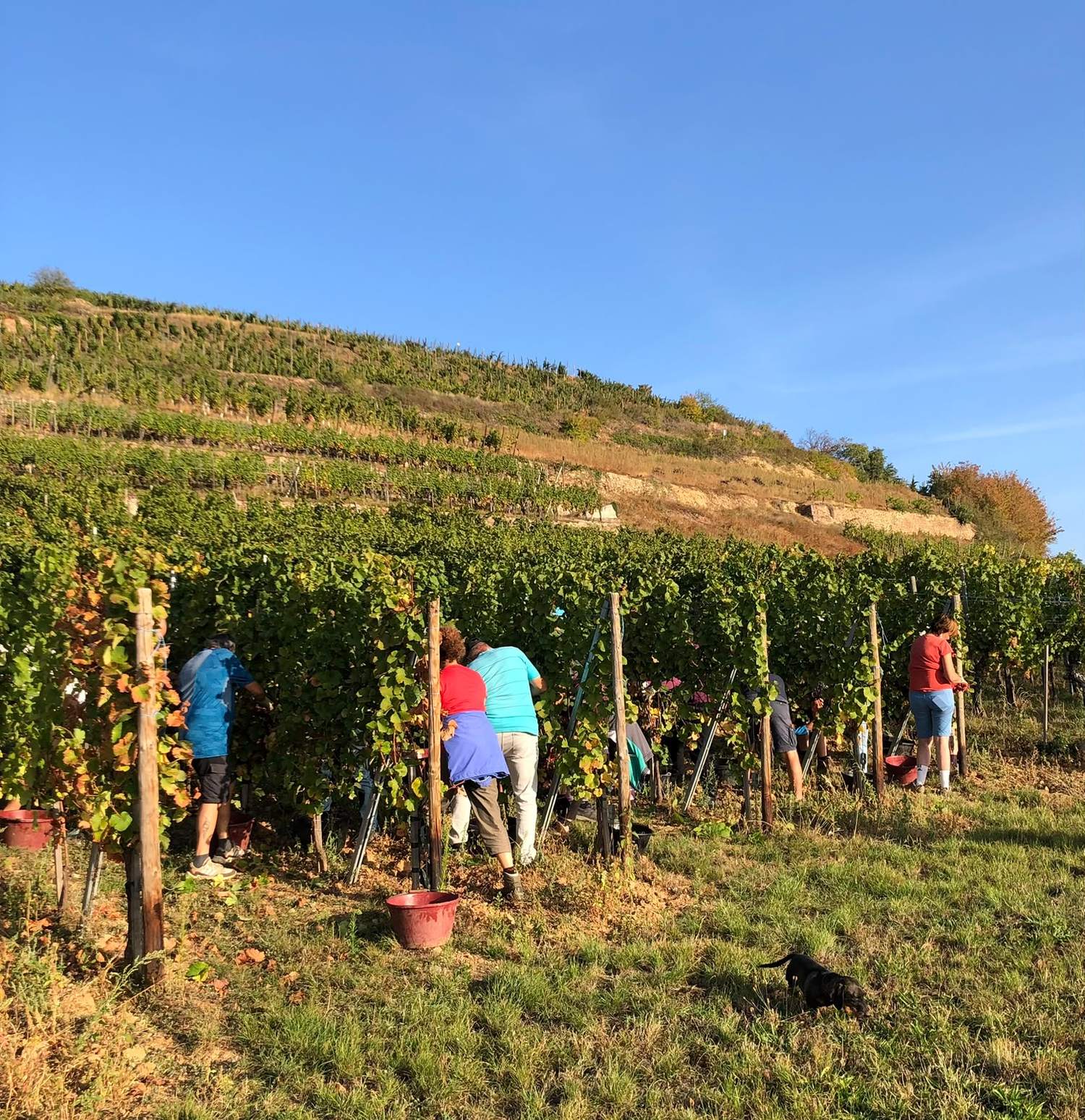 Vendanges manuelles dans les vignes du domaine